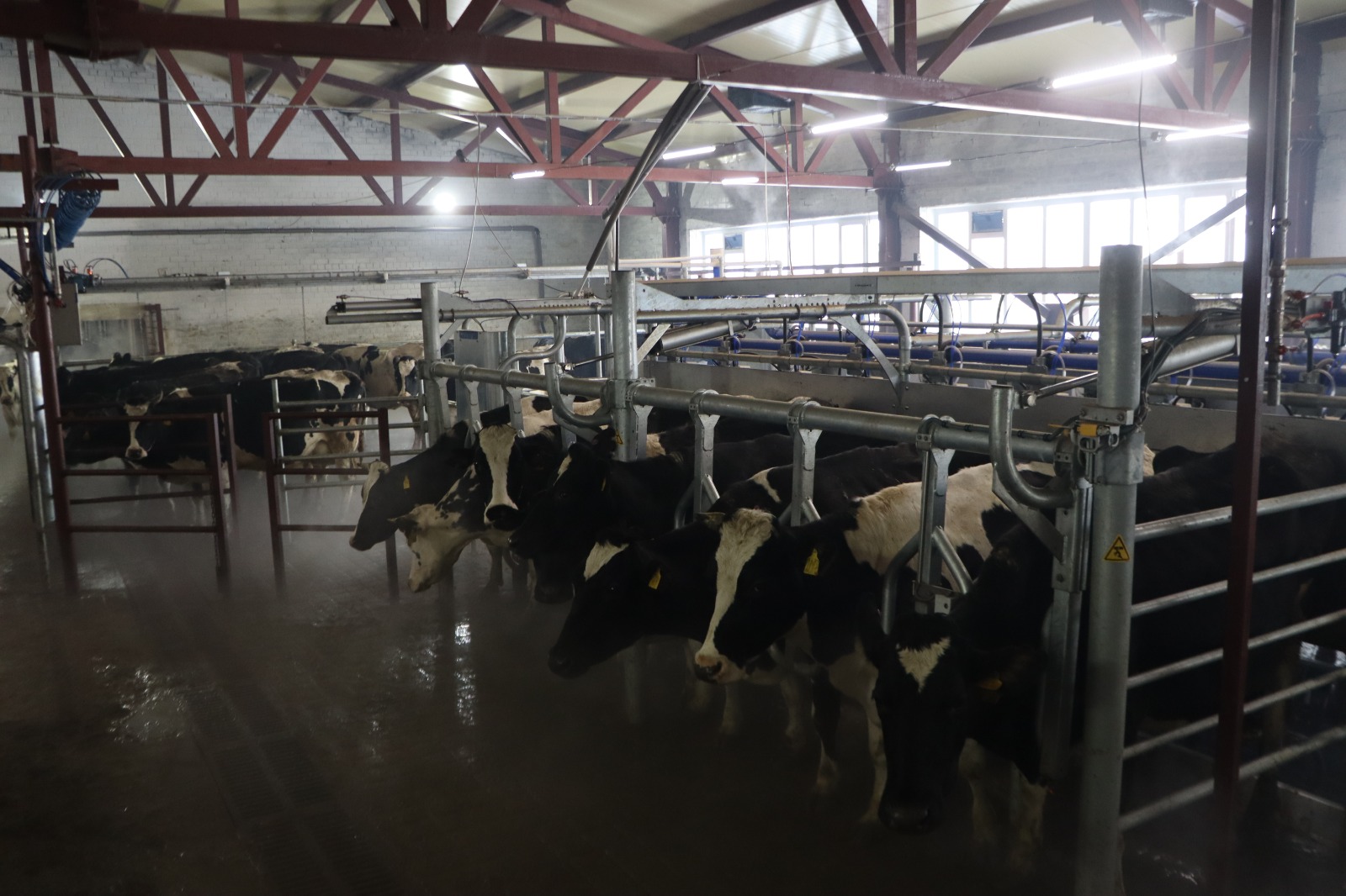 АО «Учхоз Пригородное» надои коровы в коровнике молоко Барнаул