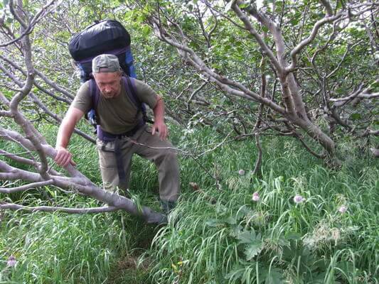 поход по камчатским стланикам