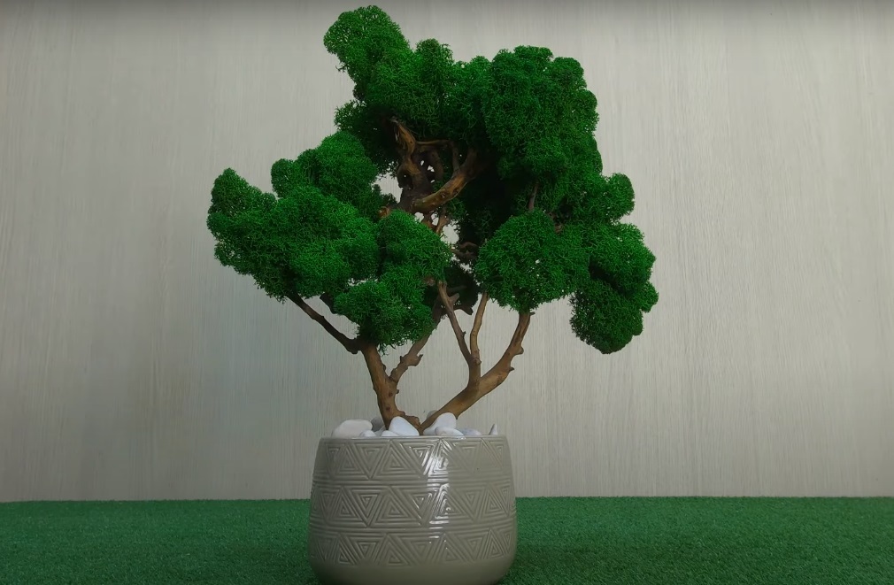 Как вырастить миниатюрное дерево бонсай самостоятельно