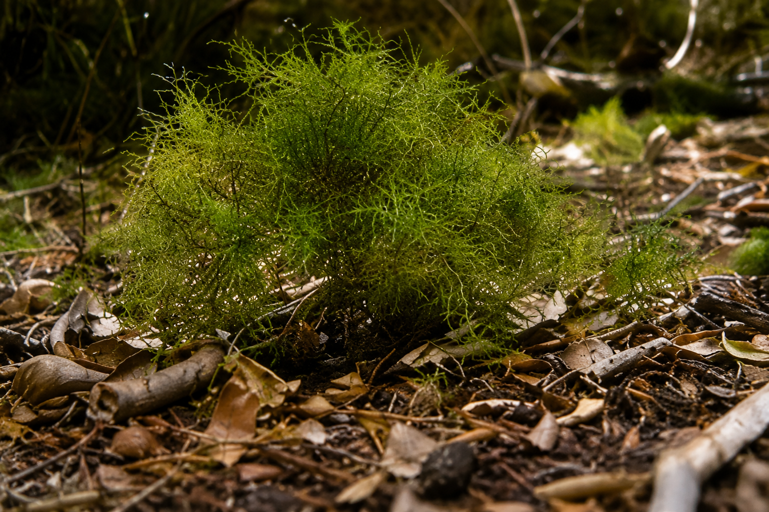 Exclusive cloud mosses
