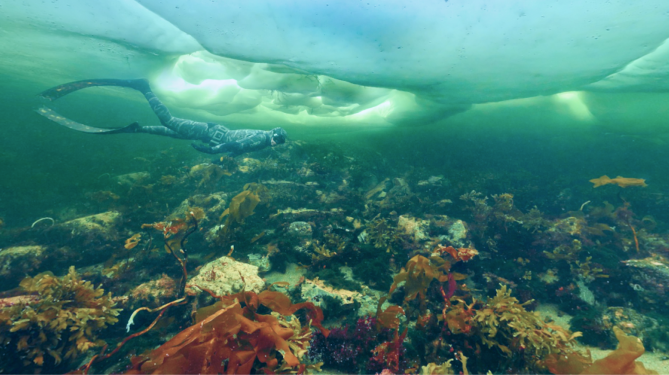 Подледный дайвинг в Белом море.