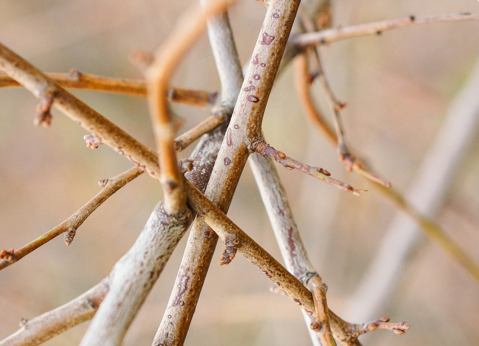 сухие ветки виноградника