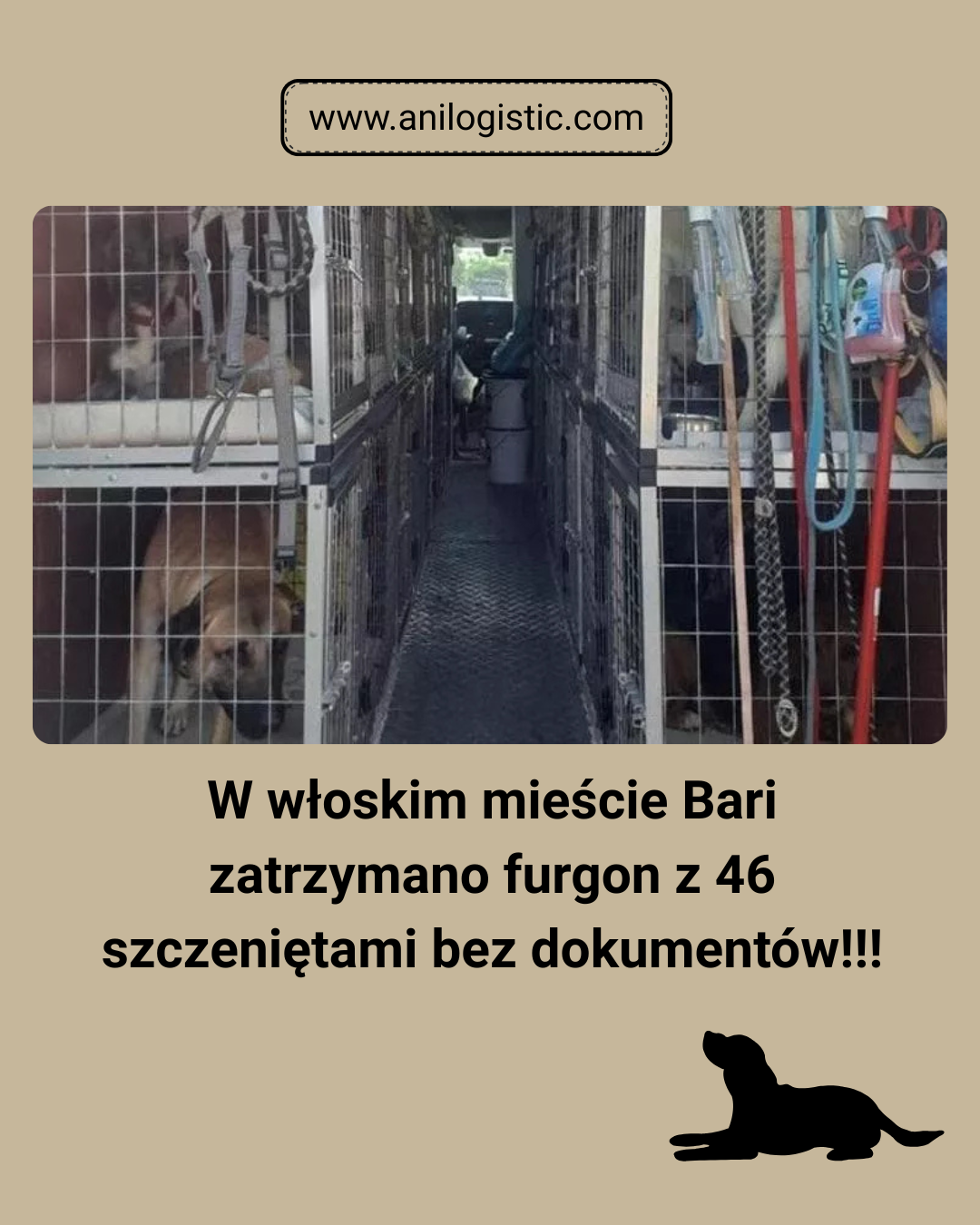 W Bari ujawniono przypadek nielegalnego przewozu szczeniąt.