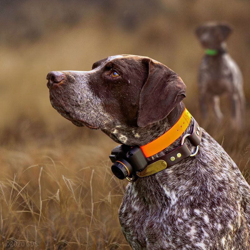 Dogtra T&B DUAL Training and Beeper Collar 2-dog