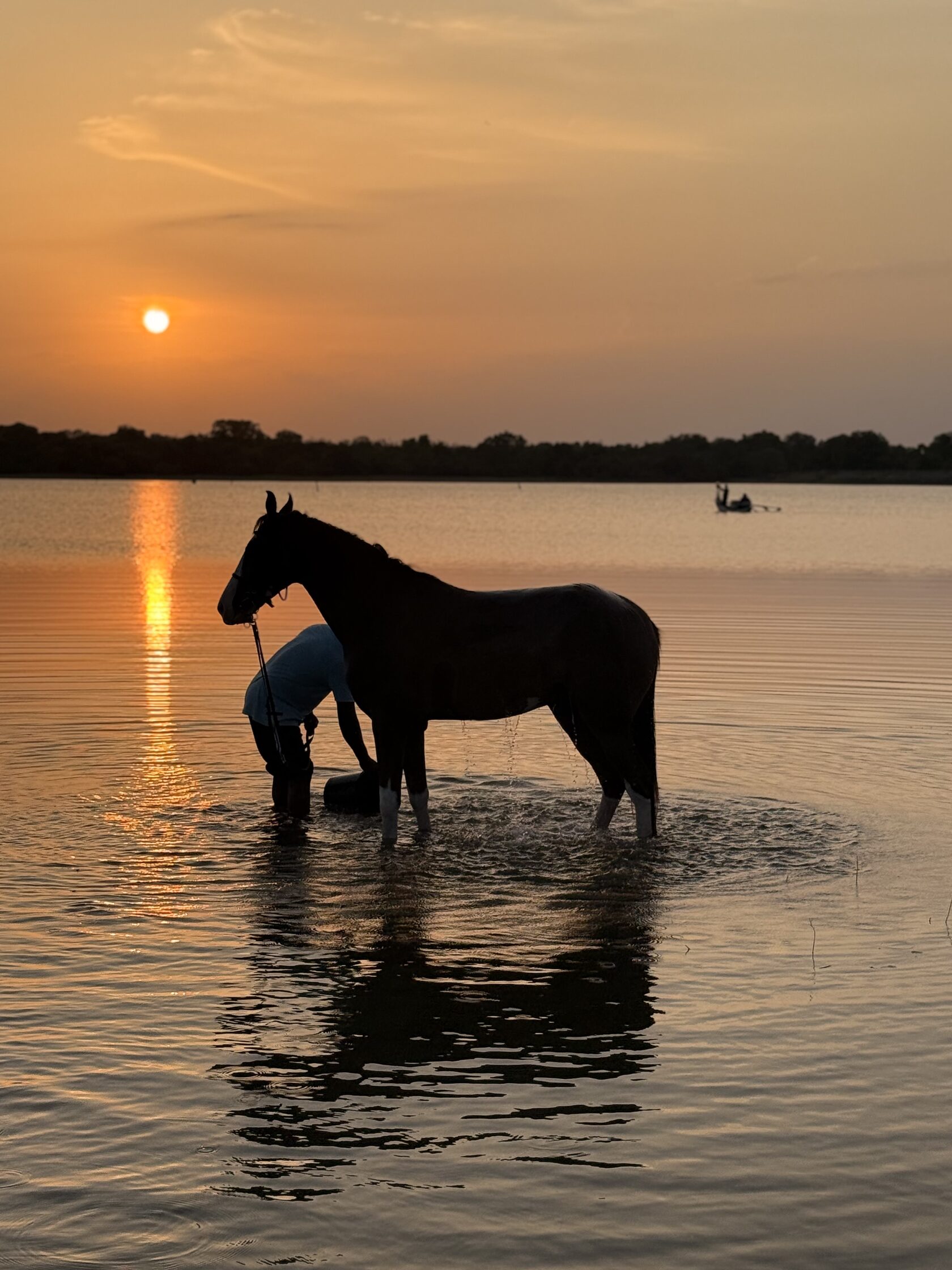 Sustainable horse keeping and equestrian holidays at Vonfidel Ranch Sri Lanka with integrated agriculture and land regeneration