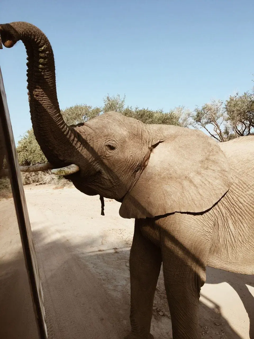 Пустынные слоны в Намибии