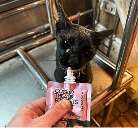 Чёрная кошка ест лакомство Cosmopet