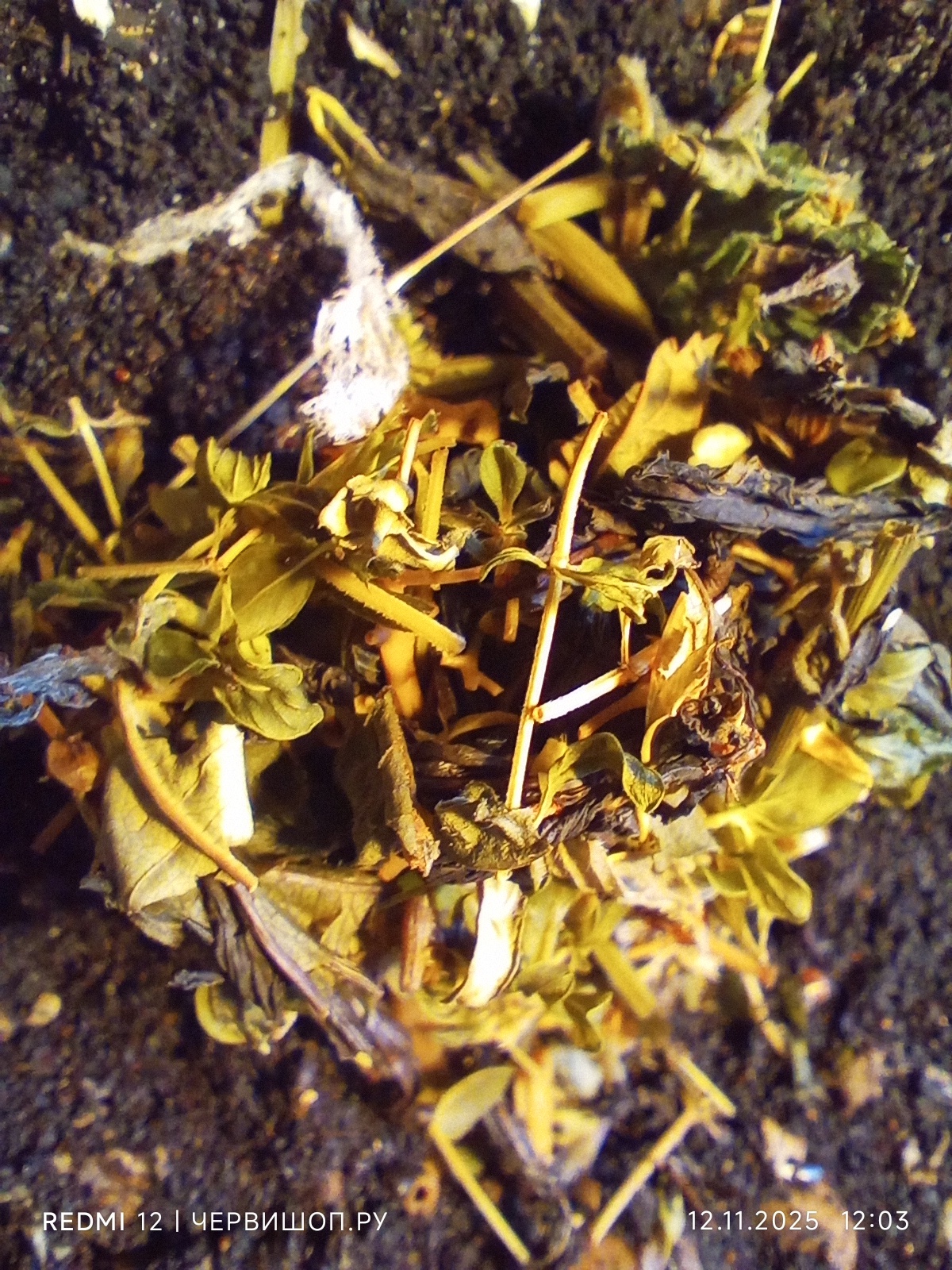 Заварка для кормления червей