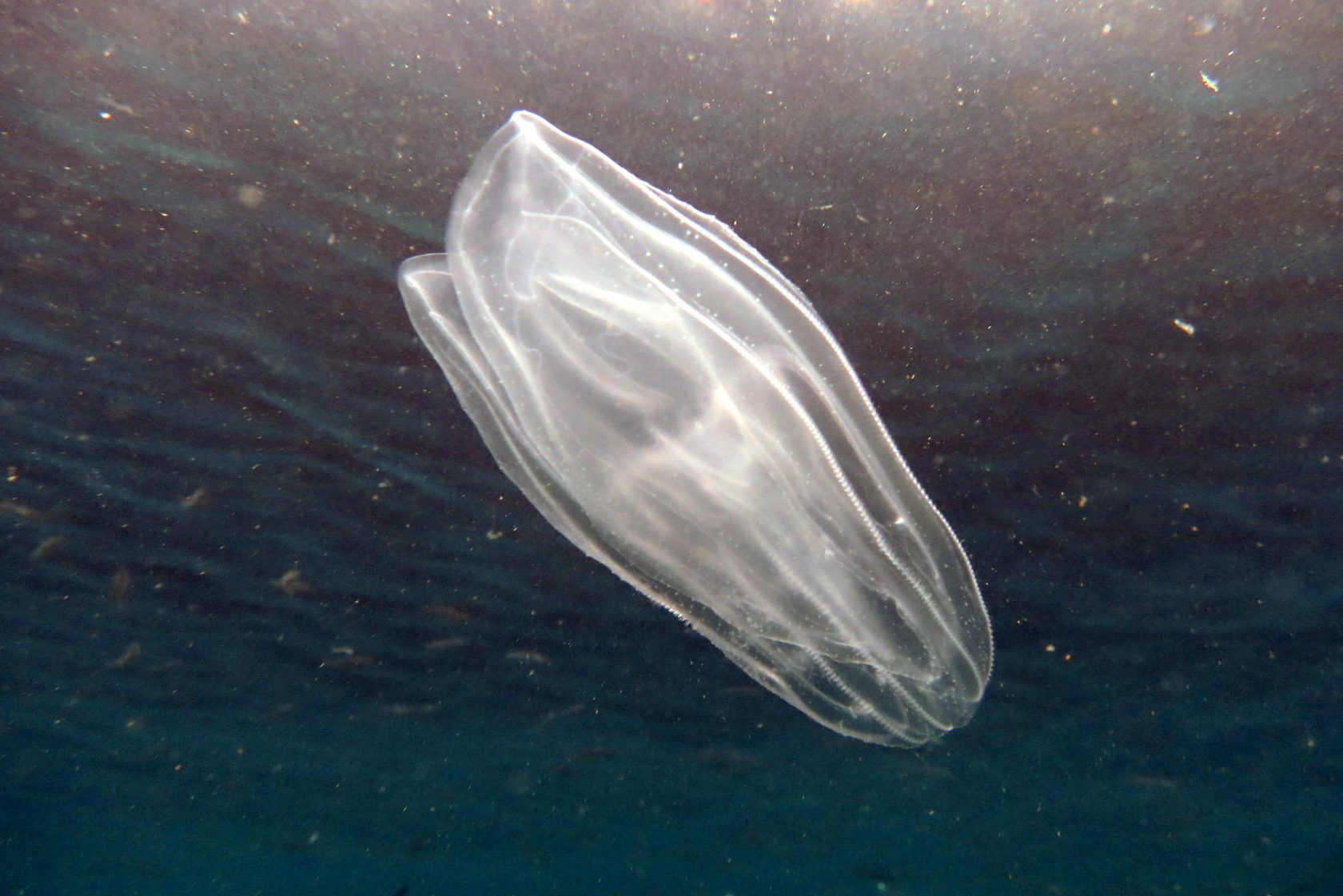 Мнемиопсис медуза в черном море