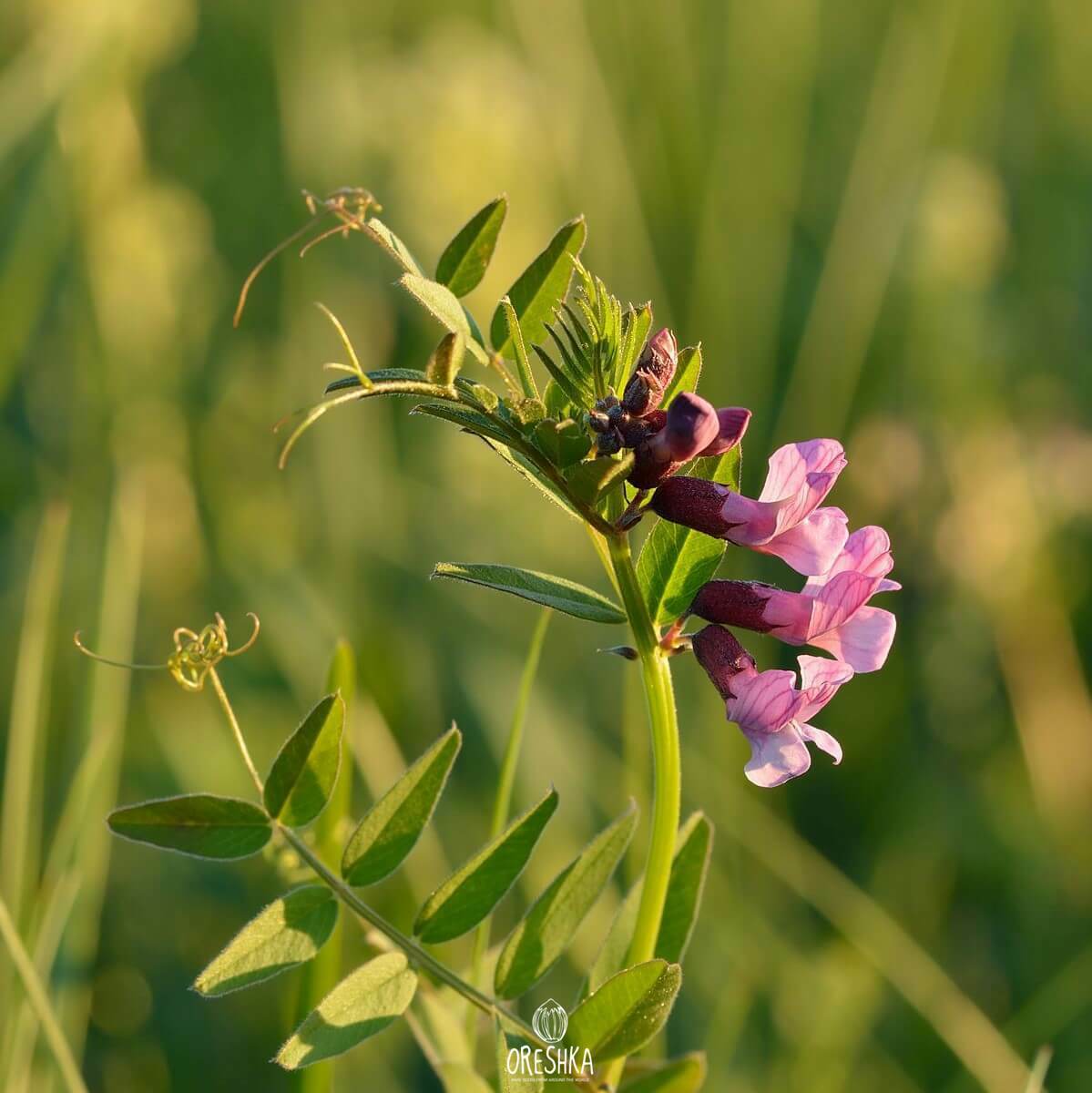 Seeds of bush vetch (Vicia sepium) — 20 pcs