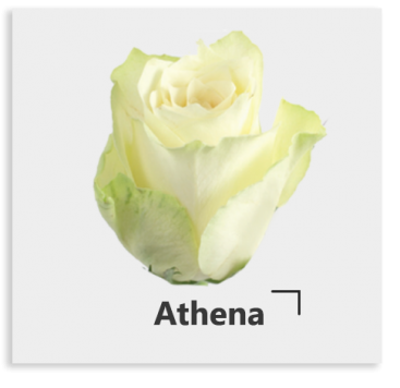 Белоснежная роза Athena