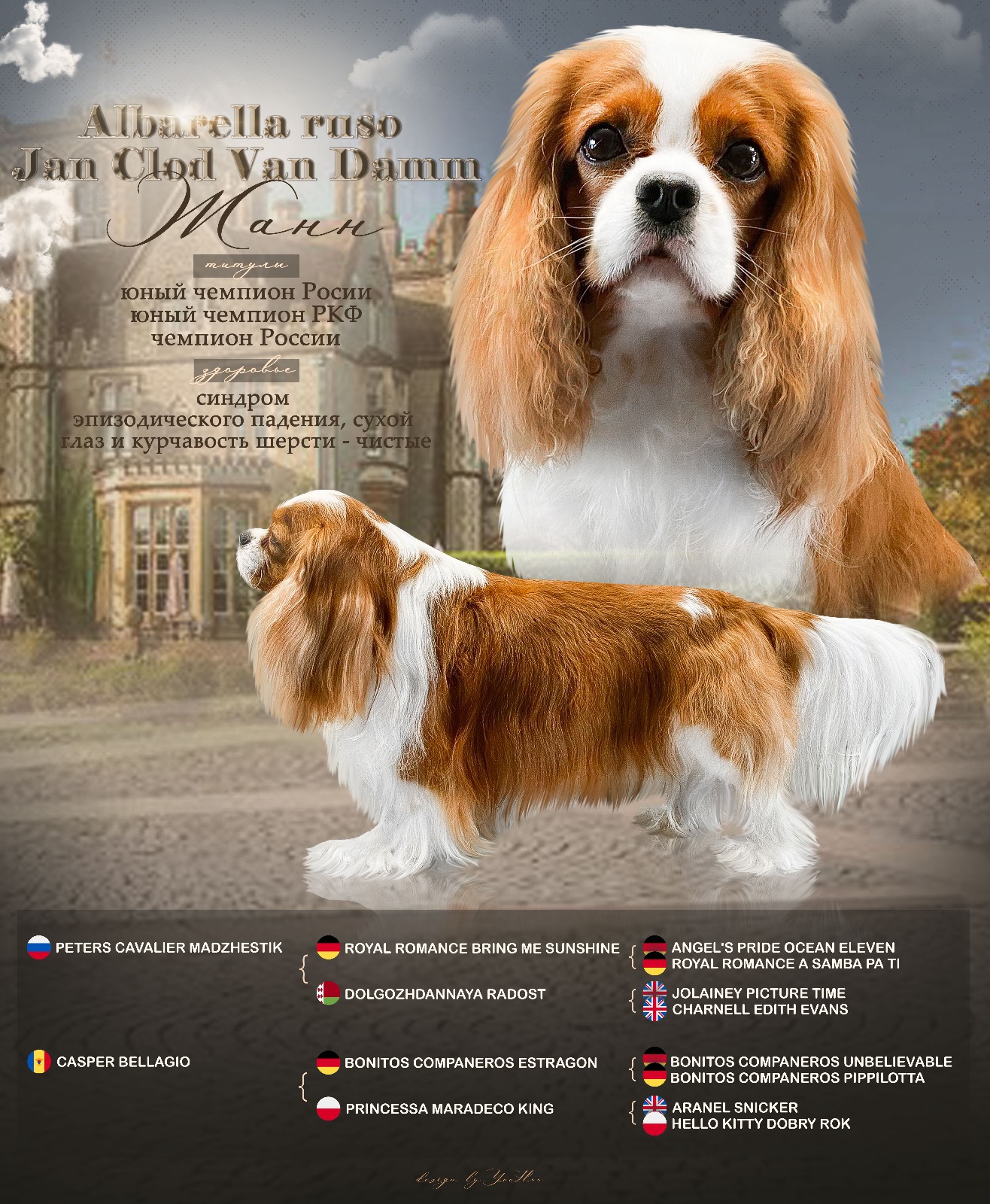 Cavalier King Charles Spaniel вязки | Russia | www.cavalierking.ru