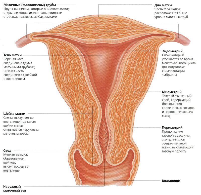 Аденомиоз матки – причины, симптомы, лечение, диагностика
