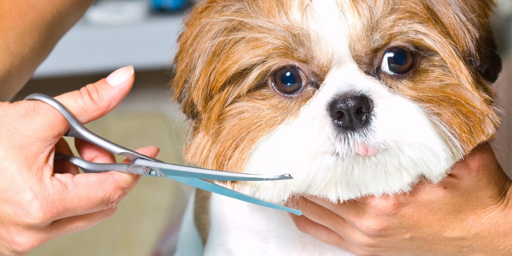 Груминг собак: Как правильно стричь и завязывать бантики