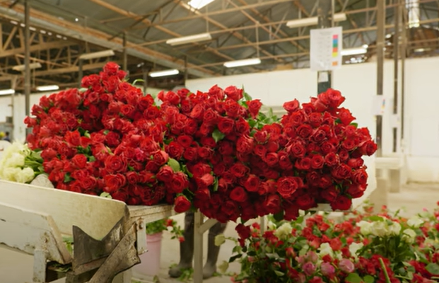 Судя по отзывам наших клиентов, цветы от Porini Flowers всегда доезжают до России в отличном состоянии.