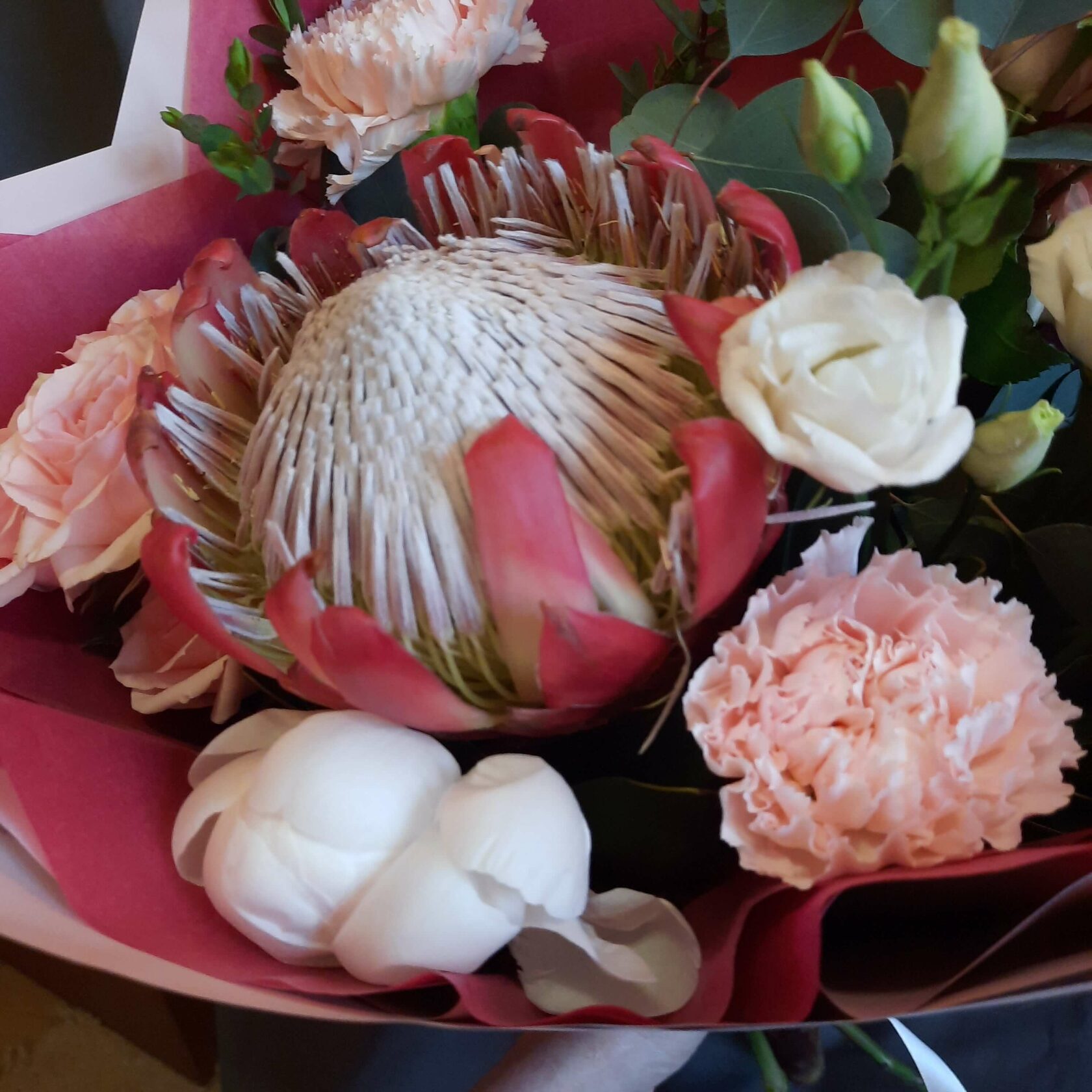 купить эвкалипт