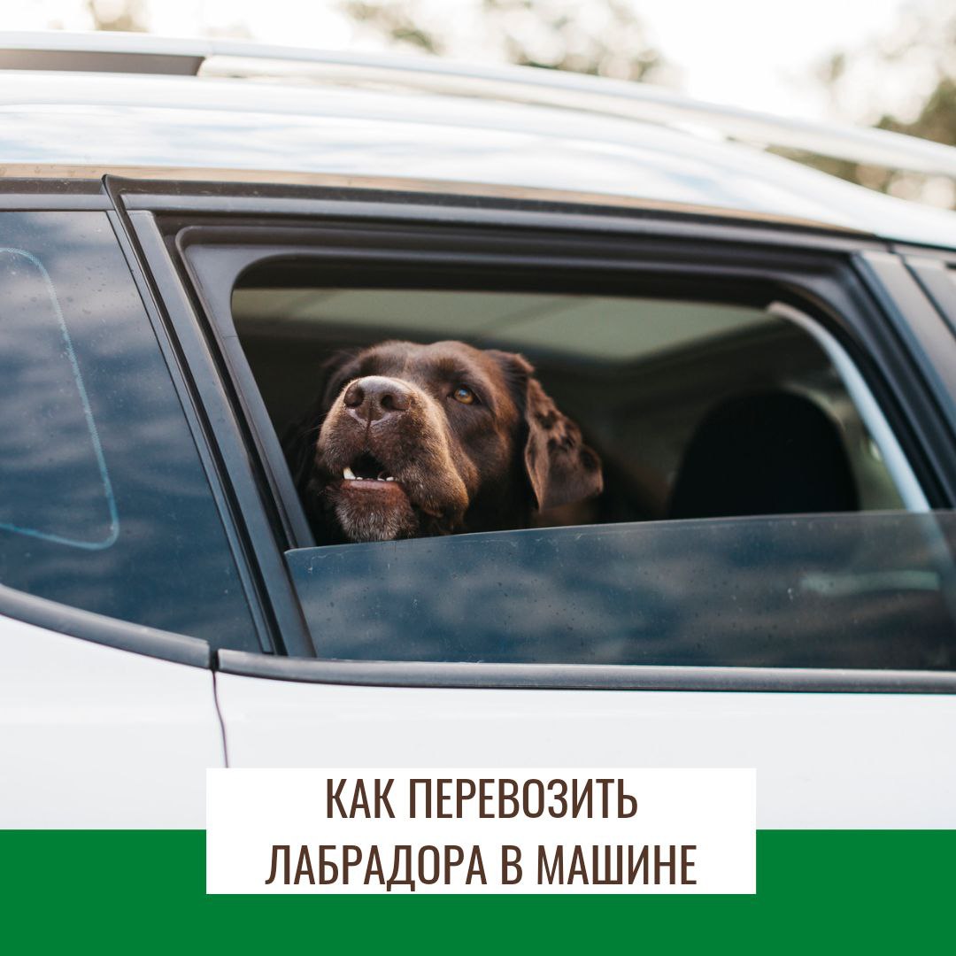 Безопасность собаки в#nbsp;машине, и#nbsp;организация поездки с#nbsp;хвостатым пассажиром