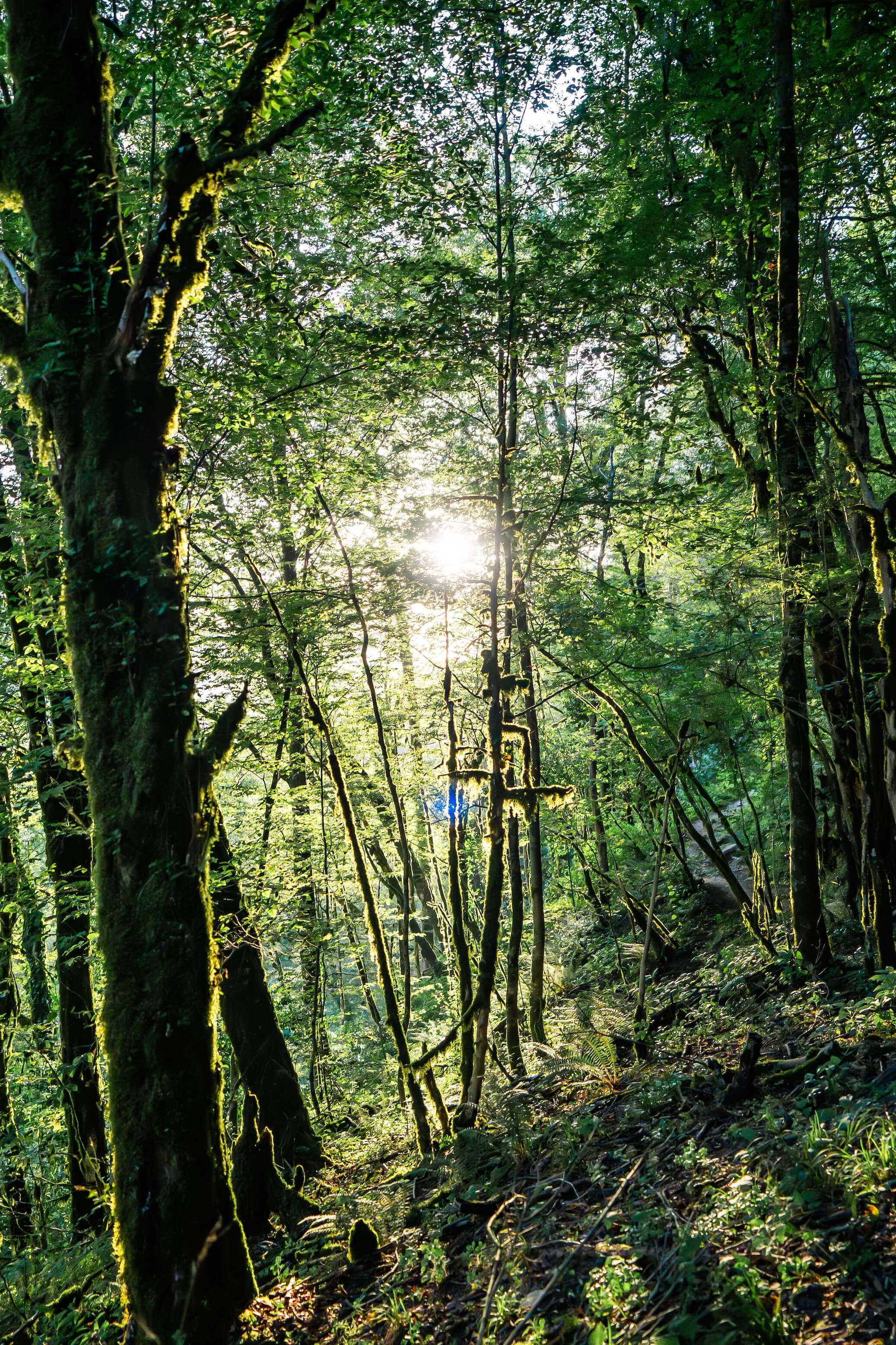 Тисо-самшитовая роща в Хосте — реликтовый лес