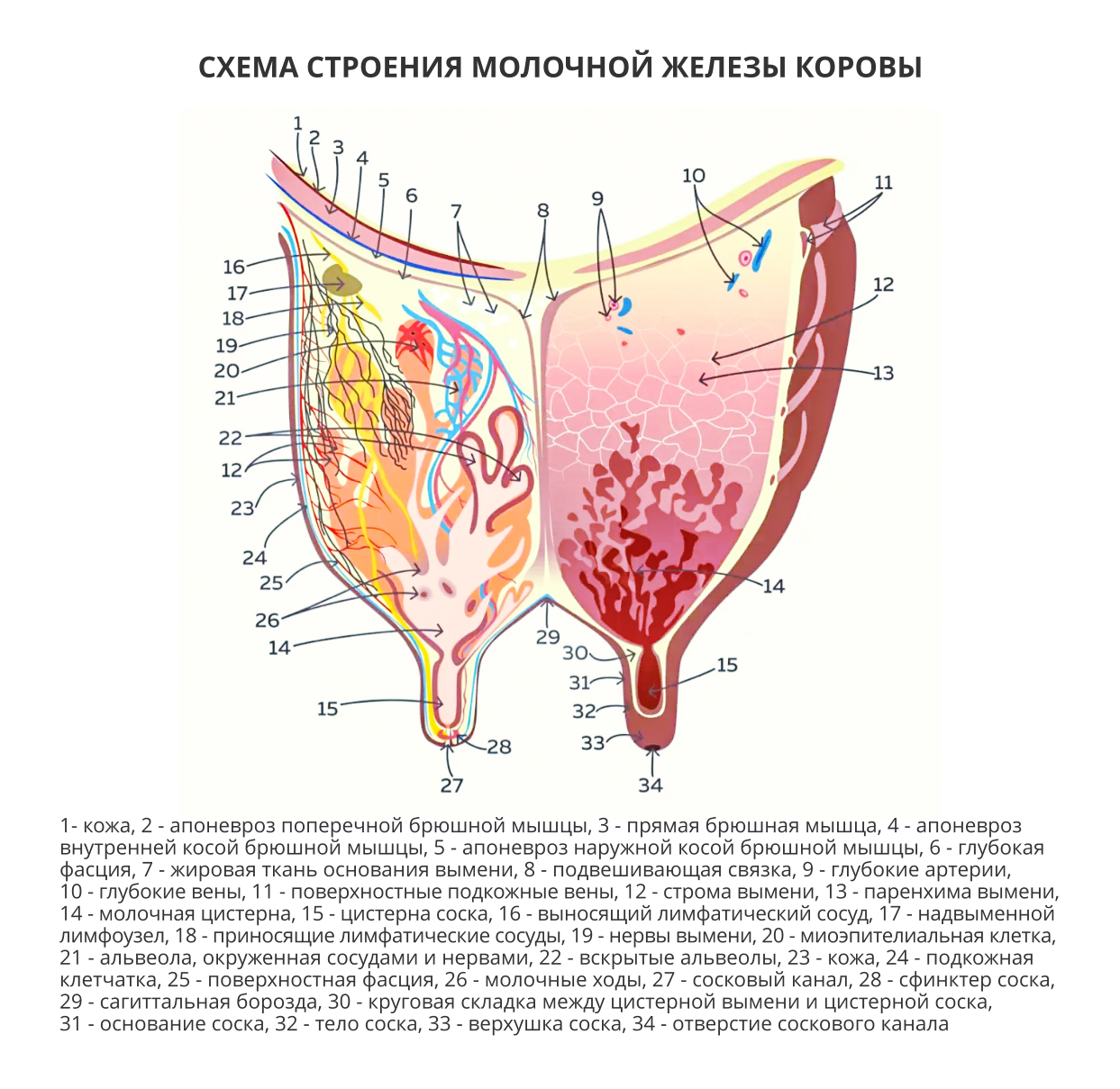 Мастит у КРС: причины, симптомы и лечение | компания NITA-FARM