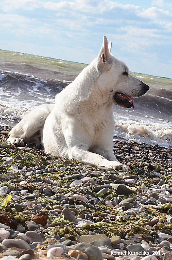 Белая Швейцарская Овчарка Купить Москва