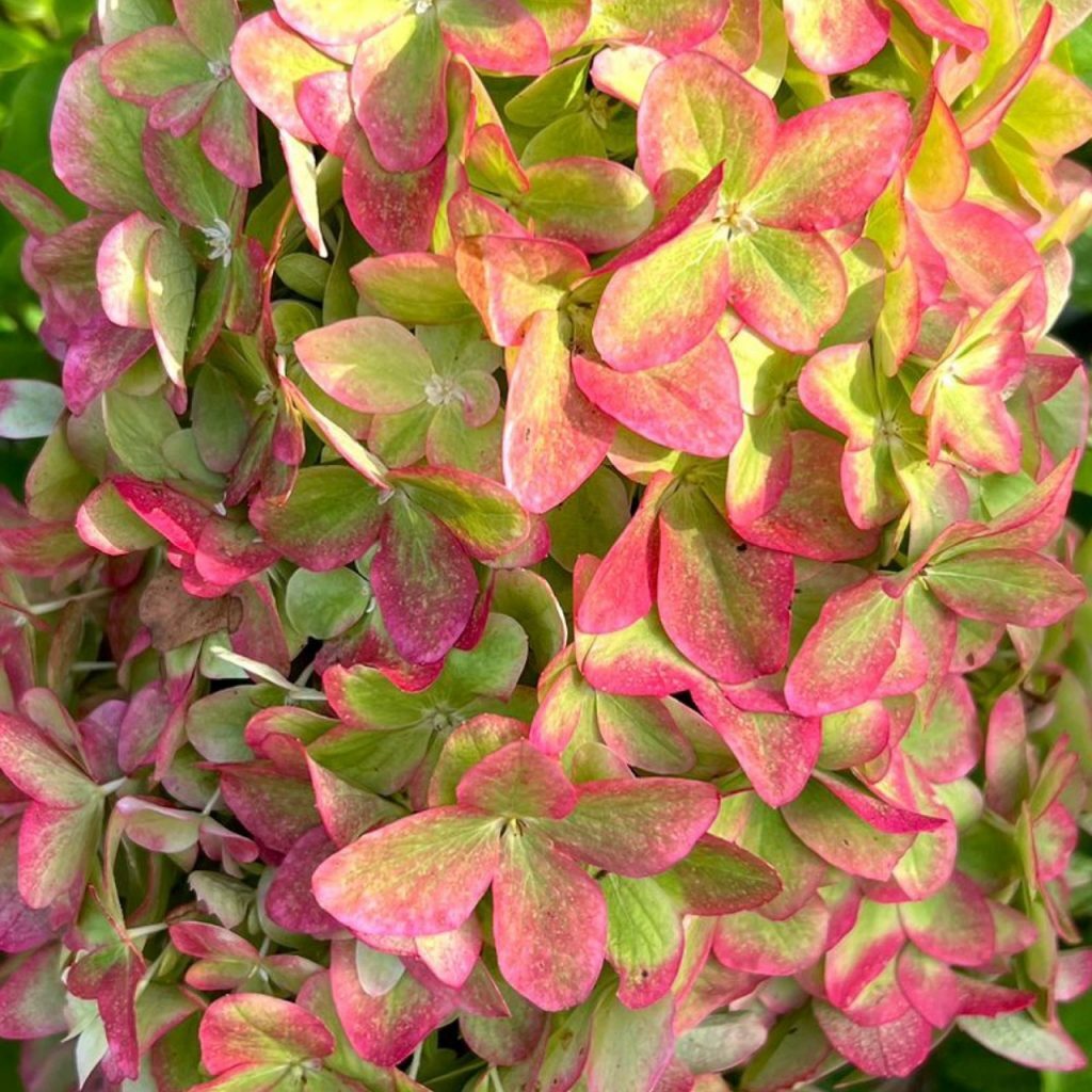 Гортензия метельчатая металлика