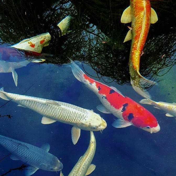 Строительство декоративных водоемов и прудов под ключ в Москве