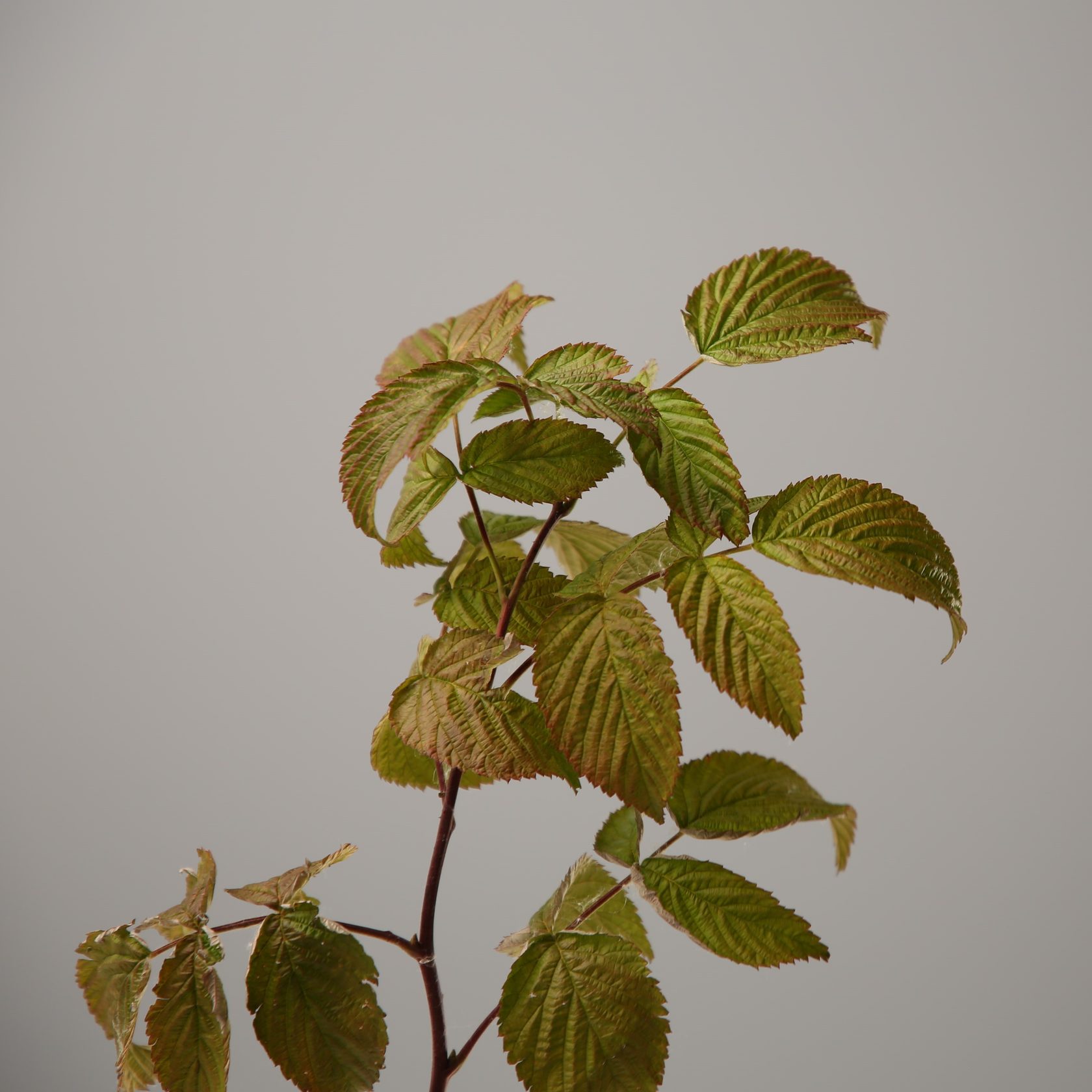 Листья Малины - Raspberry Leaves