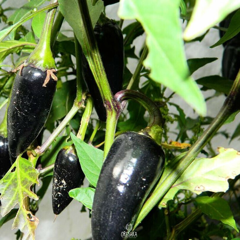 Seeds of Hot pepper Black Hungarian (Capsicum) — 5 pcs