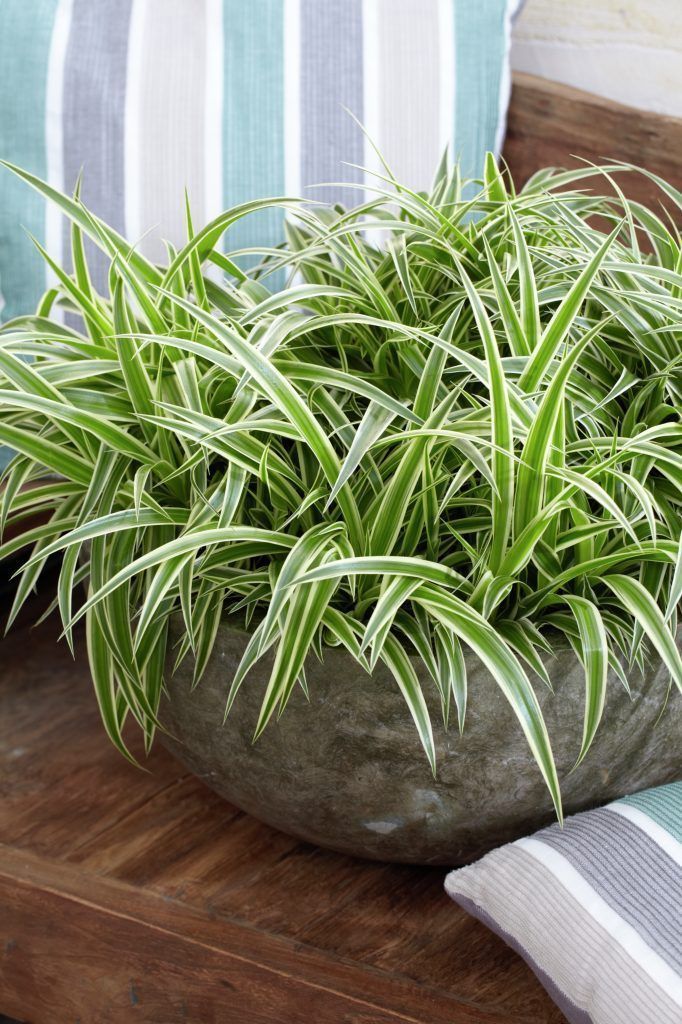 Succulent in ceramic pot