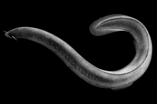 Былғары дивандағы онлайн порно кастингтер