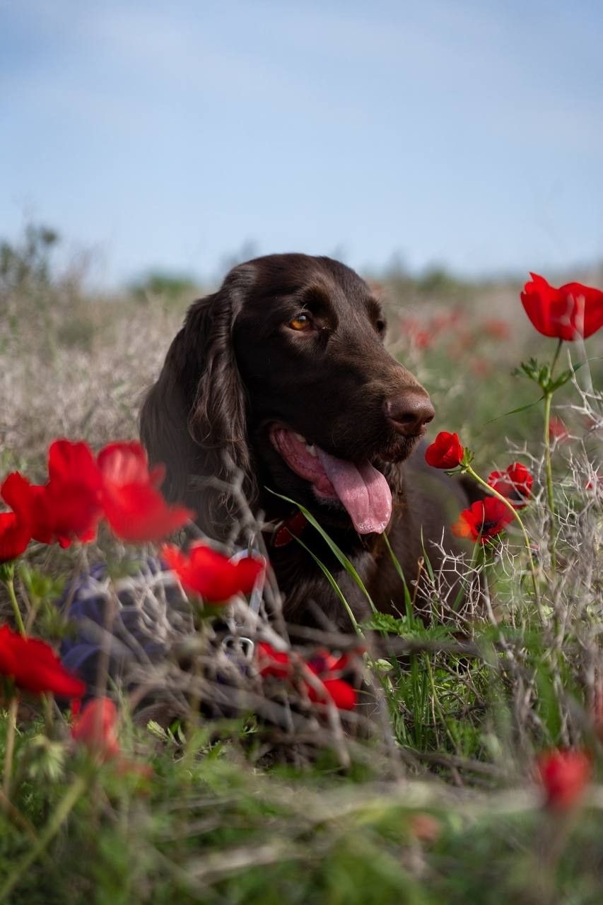 филд спаниель собака в маковом поле