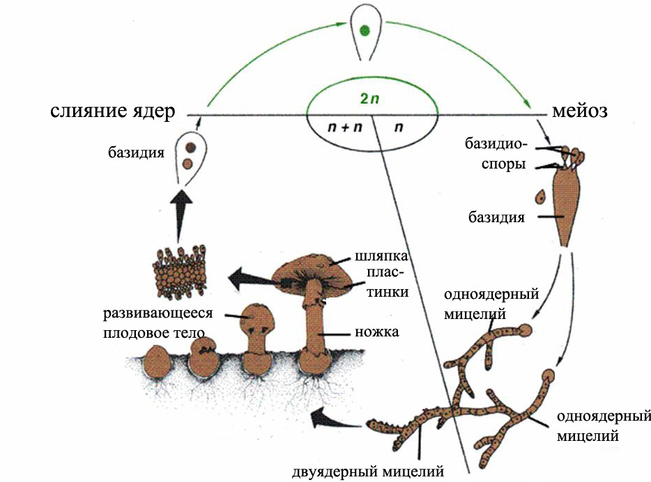 Жизненный цикл грибов схема