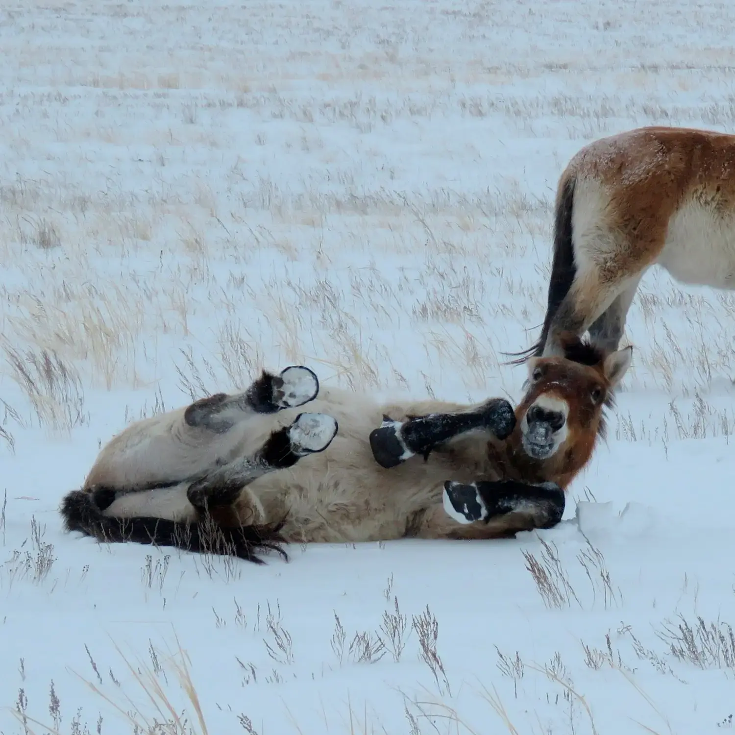 Сердце лошади
