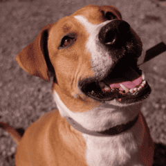 Собака Герда