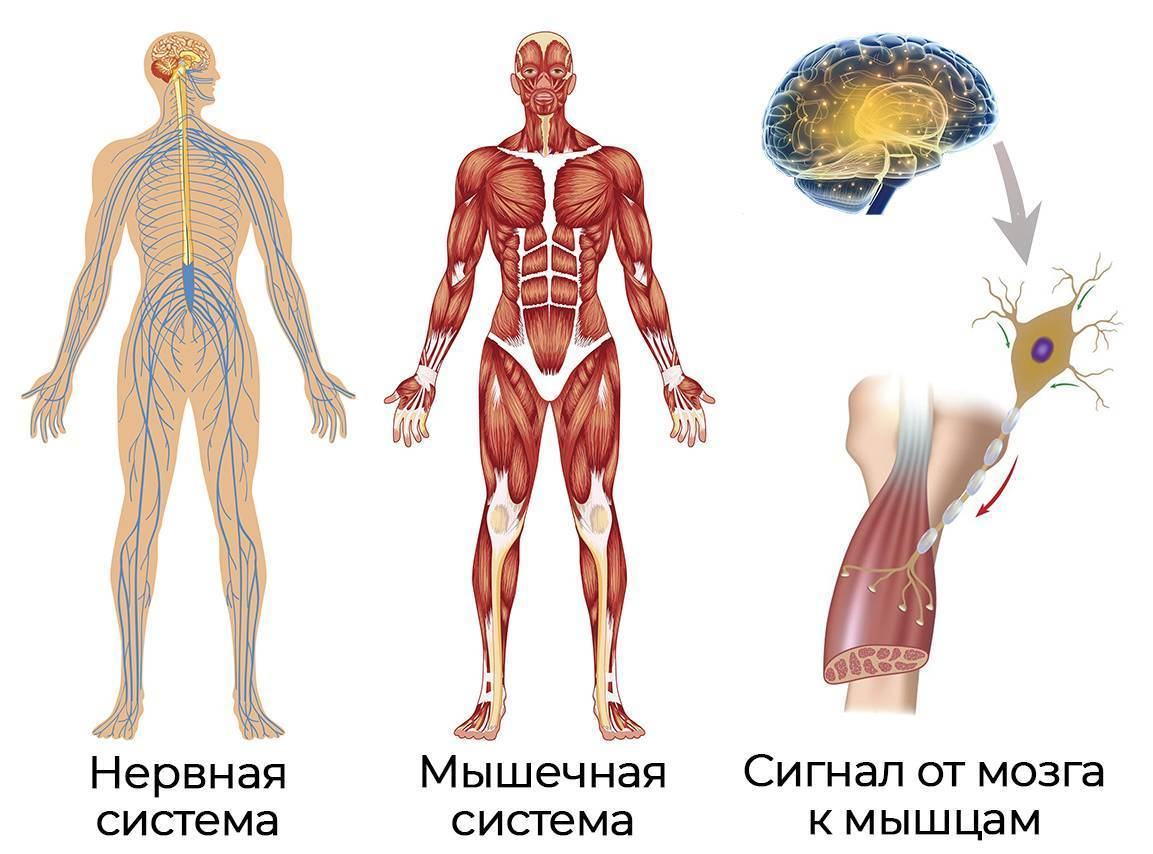 Мозги мышцы. Мозг и мышцы взаимосвязь. Нервная система и мышцы. Мышечная связь с мозгом. Мозговые мышцы.