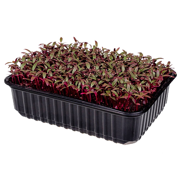 Микрозелень Амарант