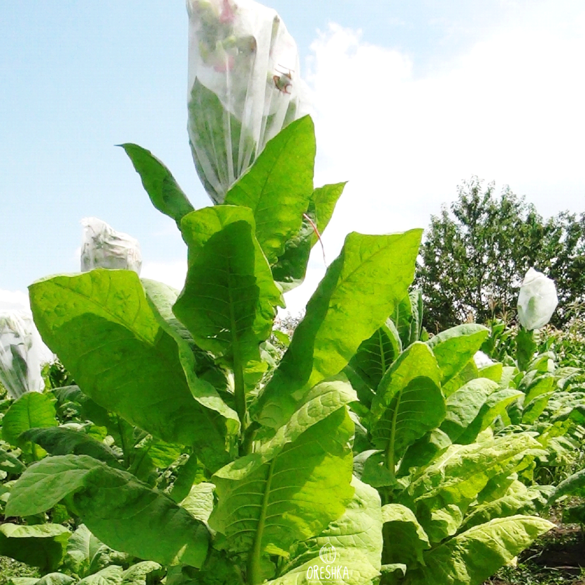 Seeds of Tobacco Burley-38 (Nicotiana tabacum) — 300 pcs