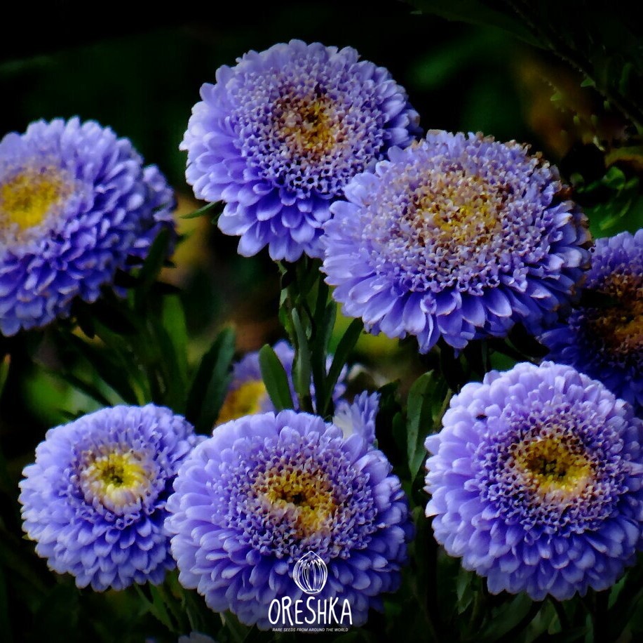 Seeds of Astra pompon Elizabeth (Aster) — 30 pcs