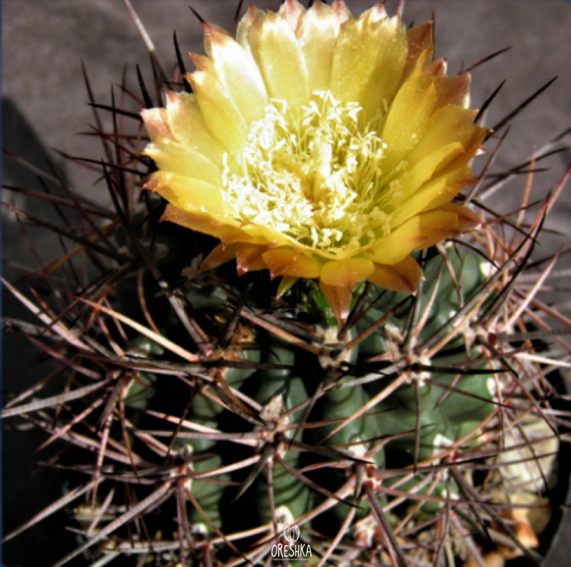 Seeds of Cactus Pyrrhocactus straussianus R 542 (Pyrrhocactus straussianus R 542) — 10 pcs