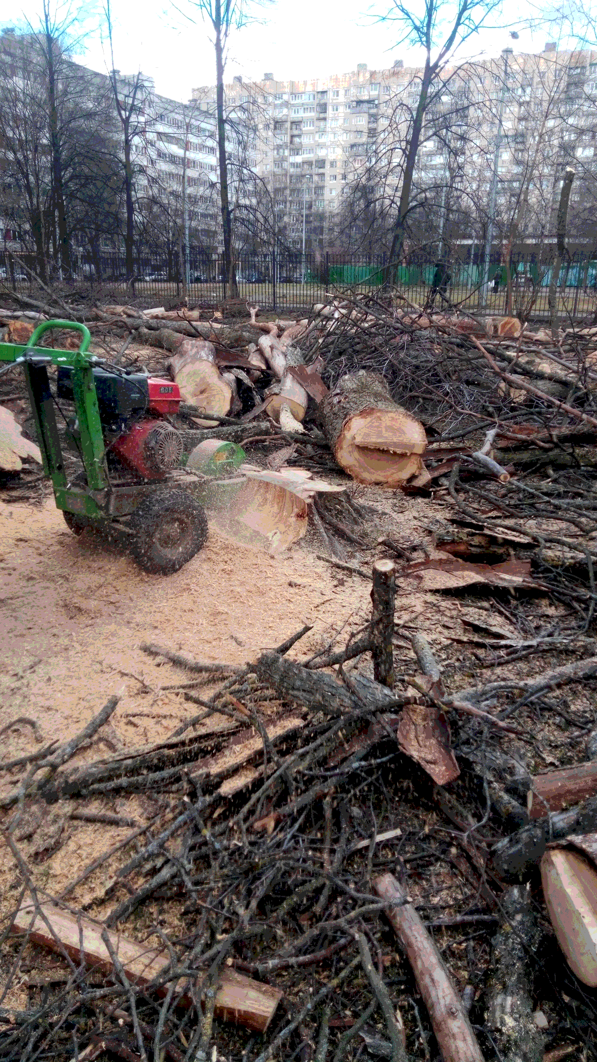 Разрешение на вырубку деревьев - как получить порубочный билет для участка