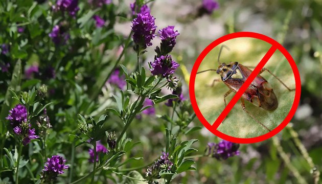 Люцерна растение компаньон на вашем огороде
