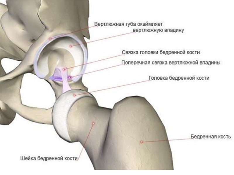 Анатомия тазобедренного сустава мышц и связок