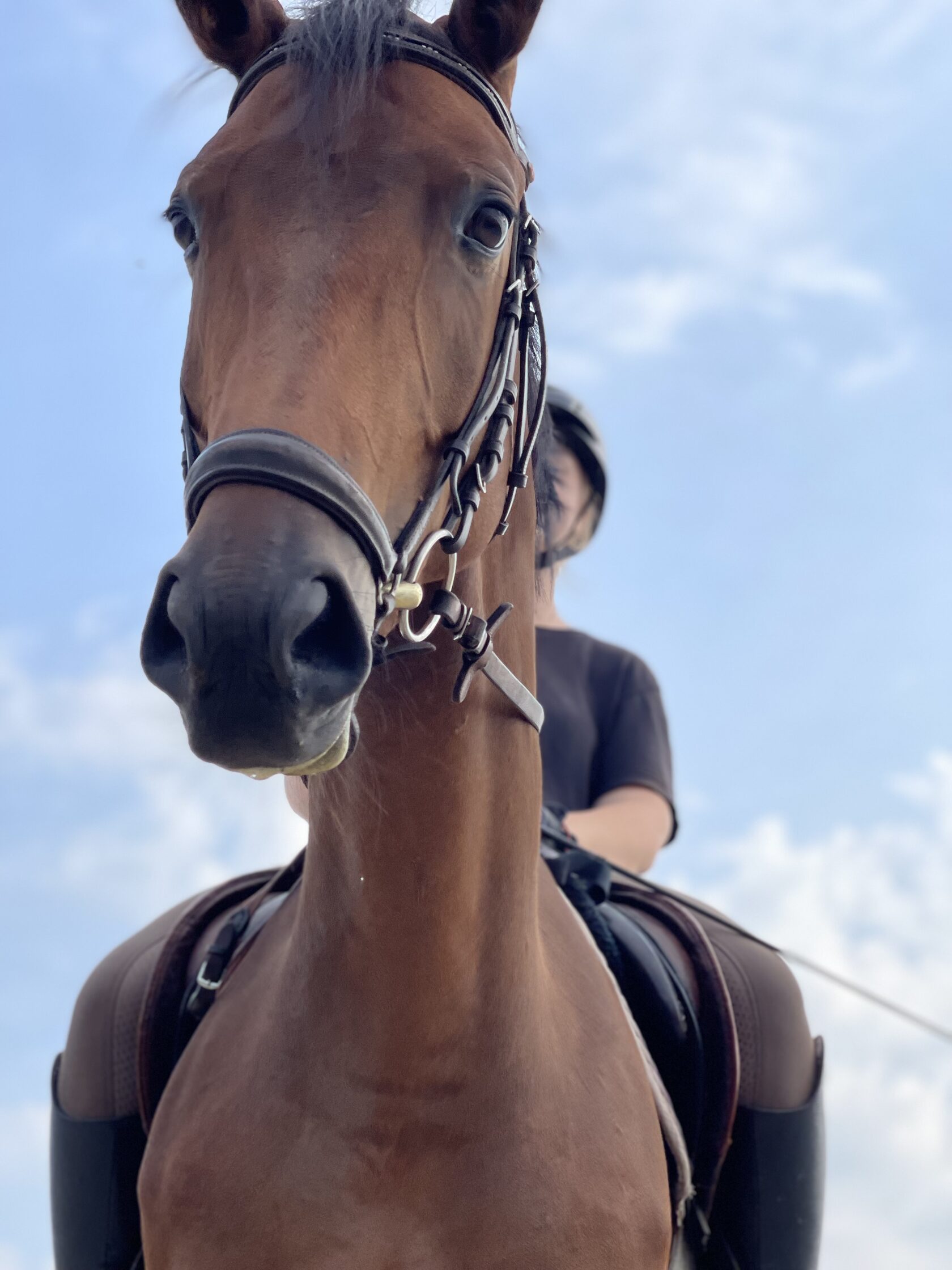 Обучение верховой езде