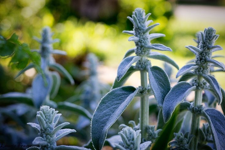 Растение с серебристым узором. Стахис Stachys byzantina. Чистец шерстистый (Stachys Lanata). Cotton Ball стахис. Чистец шерстистый с шалфеем.