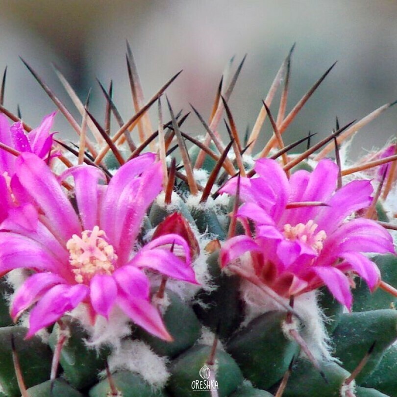 Seeds of Cactus Mammillaria zuccariniana Rog 116 (Mammillaria zuccariniana Rog 116) — 10 pcs