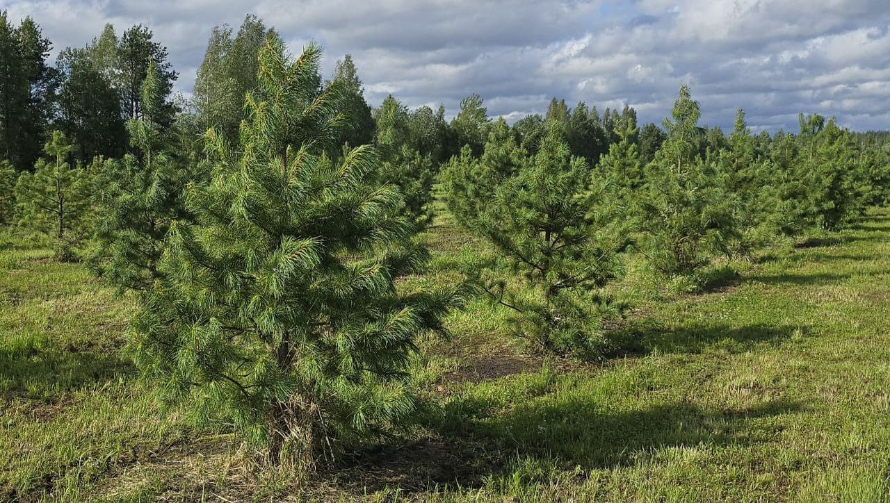 Купить сосну сибирскую кедровую из питомника растений