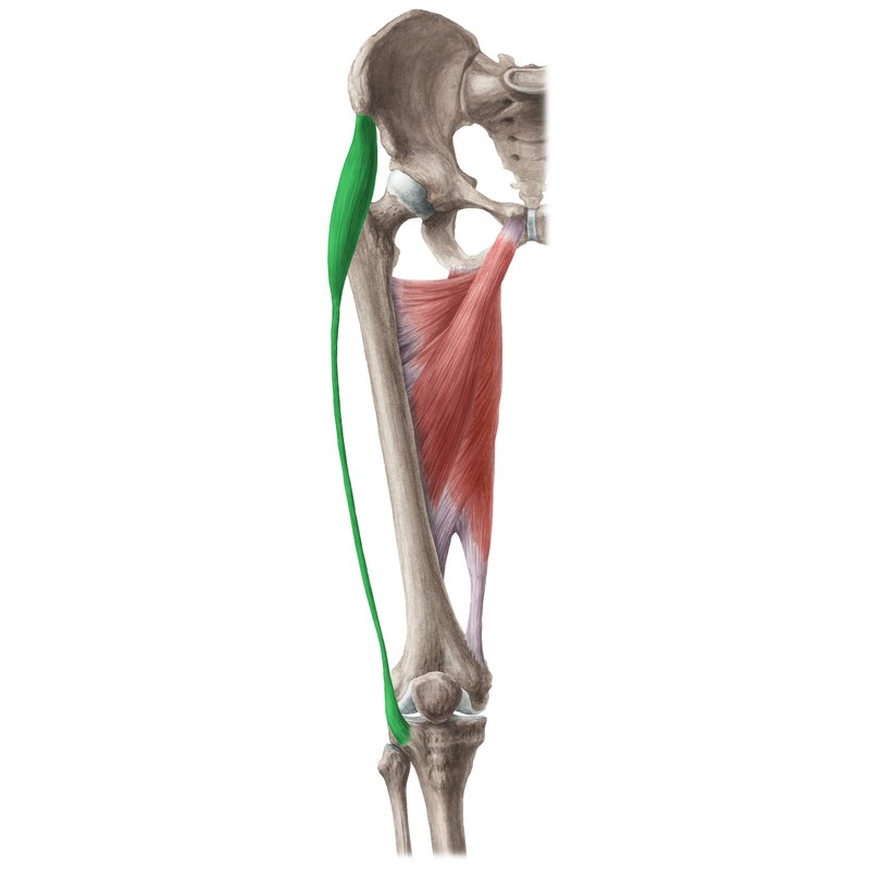 M Tensor fasciae Latae