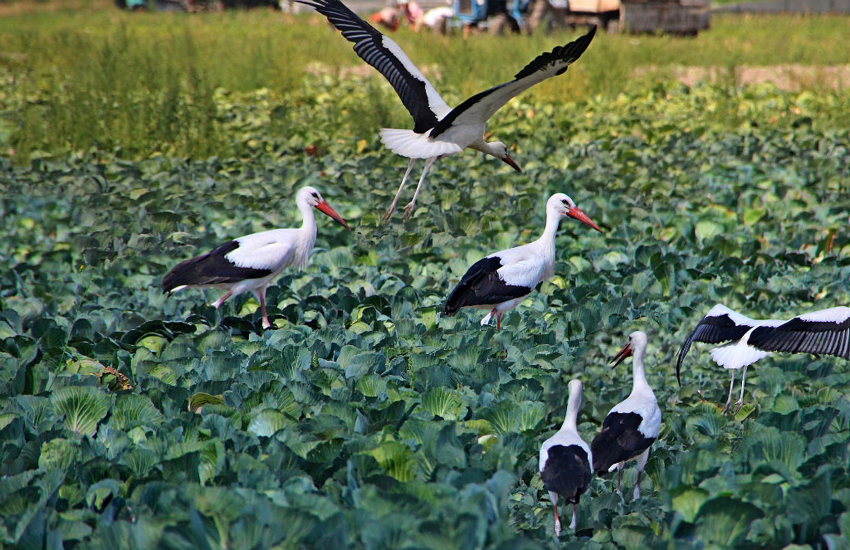 полет аиста над капустным полем смотреть. сергей габриэлян в сериале участок. аист и капуста. полет аиста над капустным полем. аисты над капустным полем.