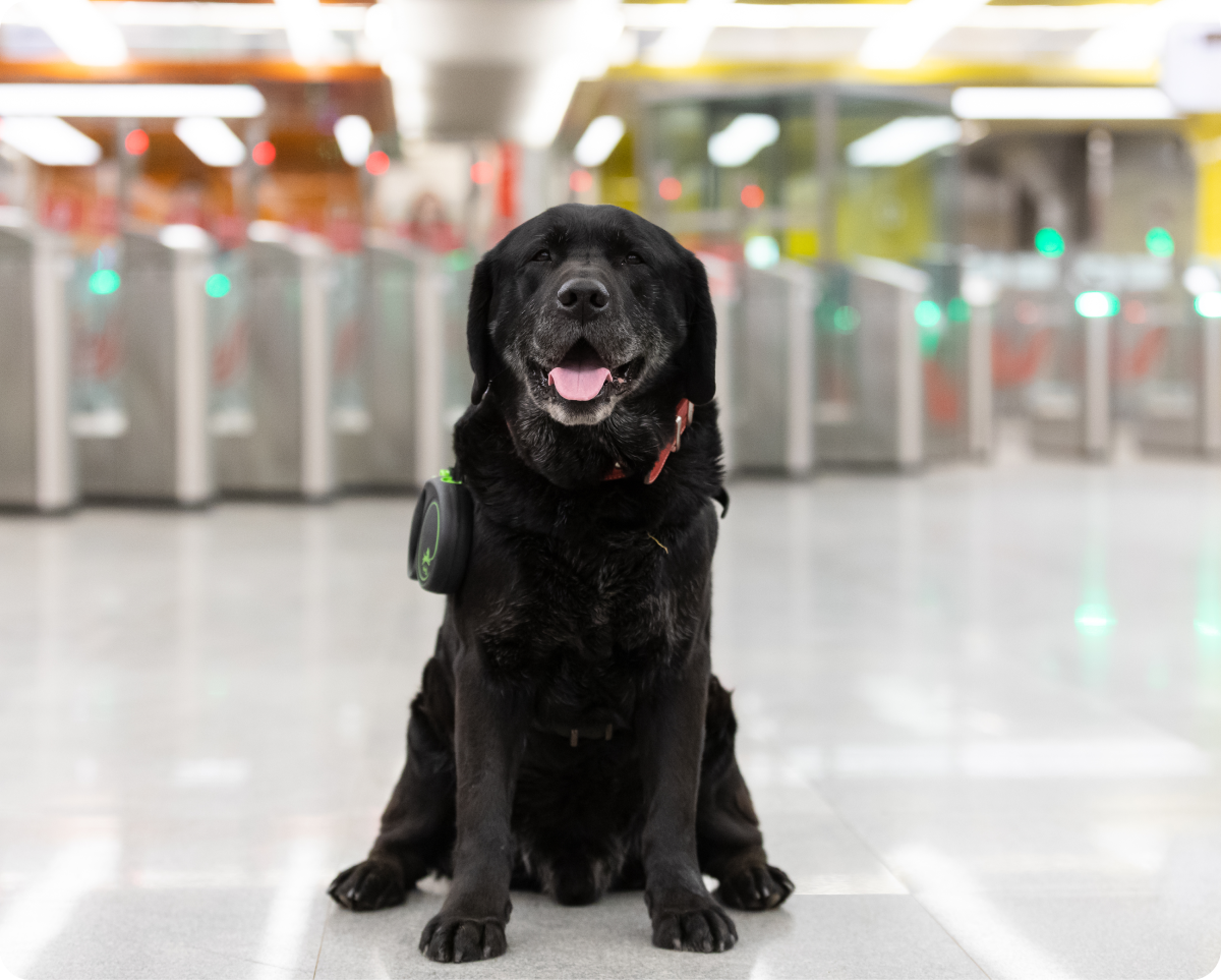 На фоне размытых силуэтов серебристых турникетов метро сидит улыбающийся черный лабрадор с седеющей мордочкой по кличке Милорд. На нем частично скрытый шерстью красный ошейник, к которому справа пристегнут корпус черного с кислотно-зеленой полосой поводка-рулетки. Внимательный взгляд собаки направлен прямо в камеру.