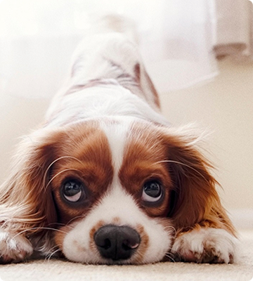 тревога у собаки